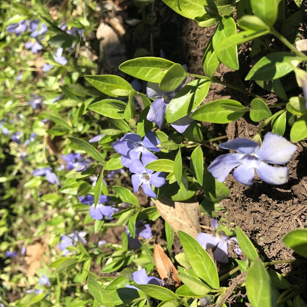 Hand-tended garden bed with seasonal blooms