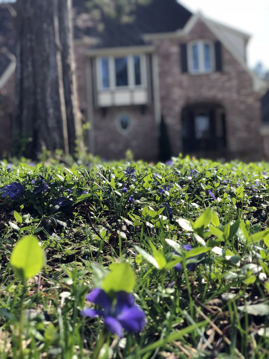 Seasonal garden beds in bloom